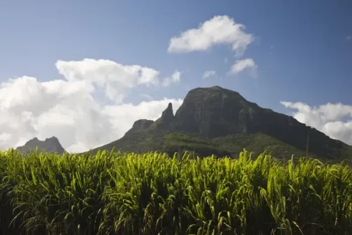 Framed Print : Mauritius, Western Mauritius, Beau Songes, Montagne du Rempart and sugar cane field