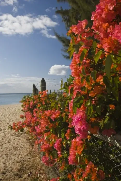 Framed Print : Mauritius, Western Mauritius, La Preneuse, bougainvilla flowers Framed Print : Mauritius, Western Mauritius, La Preneuse, bougainvilla flowers