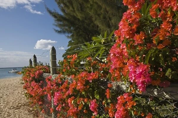 Mauritius, Western Mauritius, La Preneuse, bougainvilla flowers