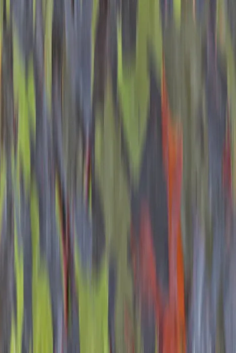 Framed Print : McBryde Tropical Garden, Kauai, Hawaii. Bark of the rainbow eucalyptus tree