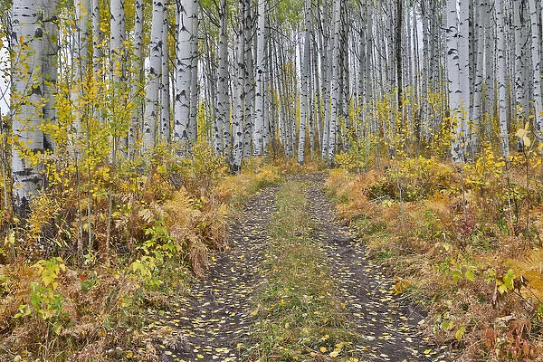 McClure Pass, Colorado with trail in grove of aspen trees