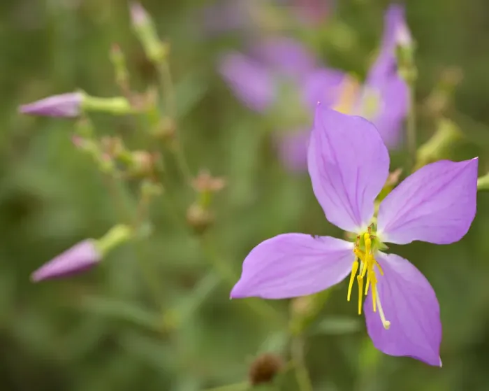 Framed Print : Meadow beauty, Rhexia virginica, Half Moon WMA, Florida, USA