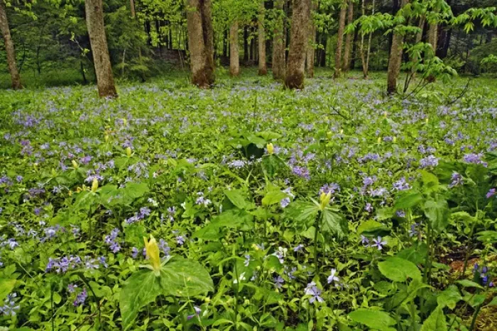 Framed Print : Meadow of Blue Phlox (Phlox divaricata) and Yellow Trillium (Trillium luteum)