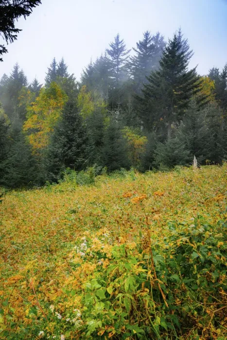 Framed Print : Meadow, Blue Ridge Parkway, Smoky Mountains, USA