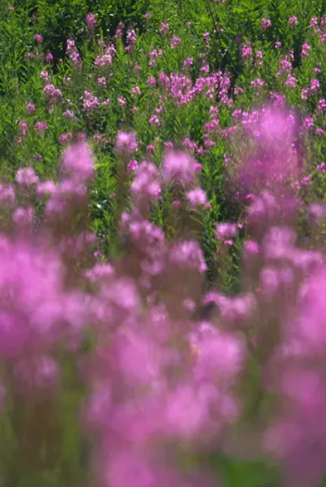 Framed Print : Meadow of fireweed Framed Print : Meadow of fireweed