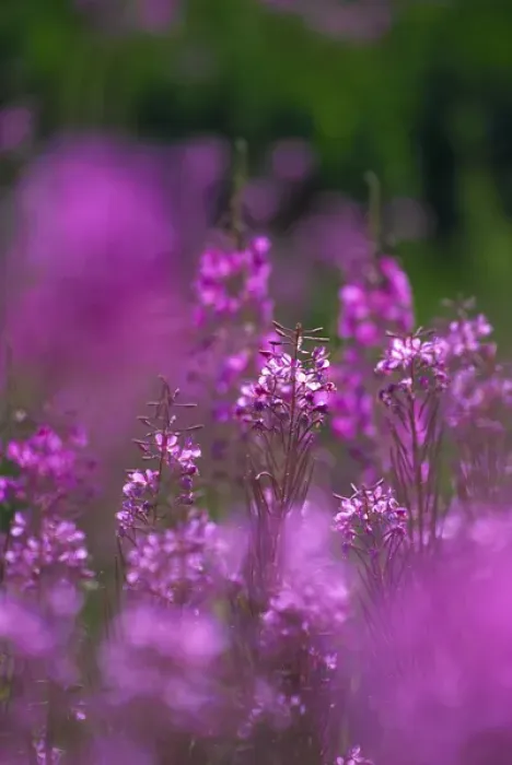 Framed Print : Meadow of fireweed Framed Print : Meadow of fireweed