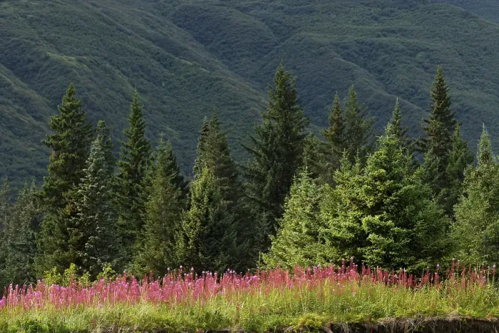 Framed Print : Meadow of fireweed flowers in the fall, Lake Clark National Park and Preserve, Alaska Framed Print : Meadow of fireweed flowers in the fall, Lake Clark National Park and Preserve, Alaska
