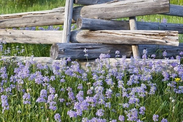 Meadow of penstemon wildflowers and cross stitch fence in the Sawtooth National Forest