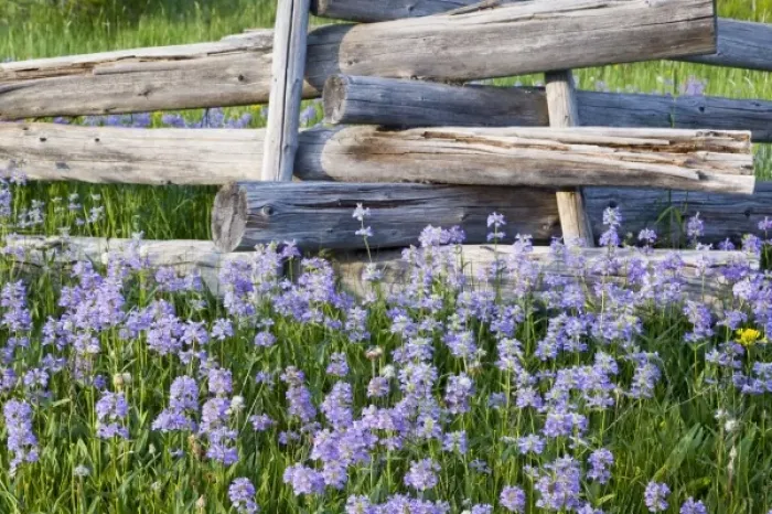 Framed Print : Meadow of penstemon wildflowers and cross stitch fence in the Sawtooth National Forest Framed Print : Meadow of penstemon wildflowers and cross stitch fence in the Sawtooth National Forest