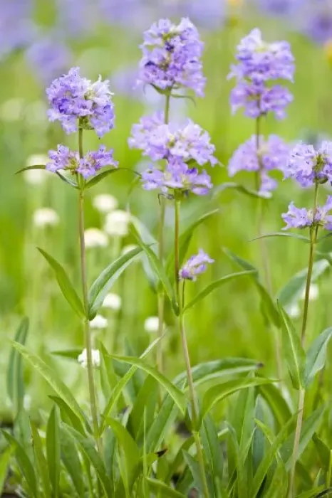 Framed Print : Meadow of penstemon wildflowers in the Sawtooth National Forest near Stanley Idaho Framed Print : Meadow of penstemon wildflowers in the Sawtooth National Forest near Stanley Idaho