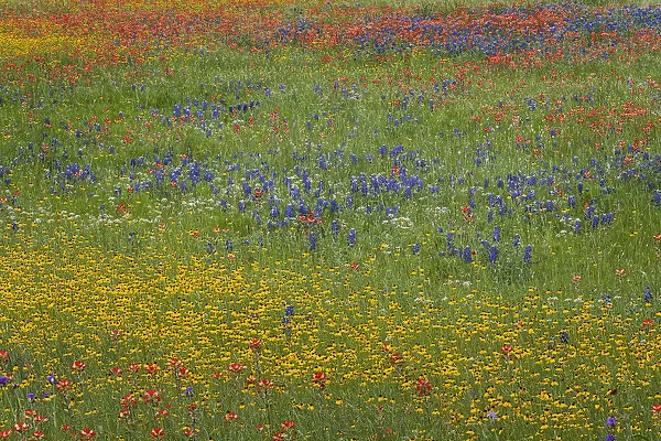 Meadow of red Texas Paintbrush and Purple-head Sneezeweed and bluebonnets, Texas hill country, near Marble Falls, Texas