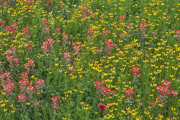 Meadow of red Texas Paintbrush and Purple-head Sneezeweed, Texas hill country, near Marble Falls, Texas