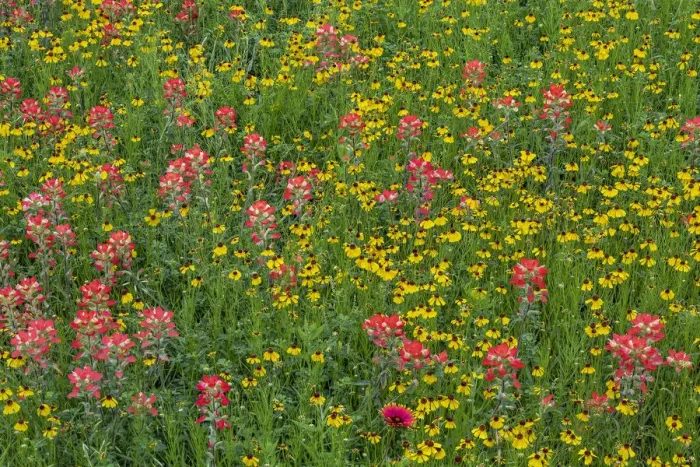 Framed Print : Meadow of red Texas Paintbrush and Purple-head Sneezeweed, Texas hill country, near Marble Falls, Texas