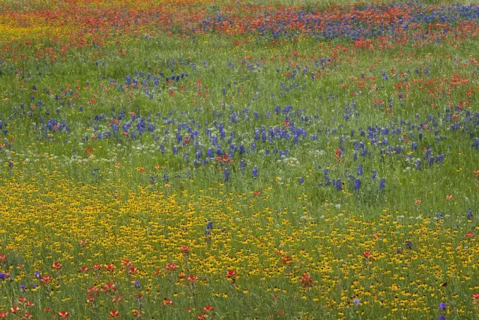 Framed Print : Meadow of red Texas Paintbrush and Purple-head Sneezeweed and bluebonnets, Texas hill country, near Marble Falls, Texas Framed Print : Meadow of red Texas Paintbrush and Purple-head Sneezeweed and bluebonnets, Texas hill country, near Marble Falls, Texas