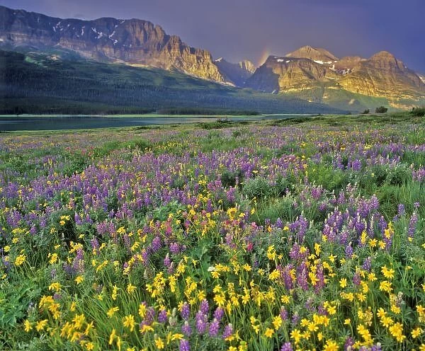 Meadow of wildflowers in the Many glacier Valley of Glacier National Park in Montana
