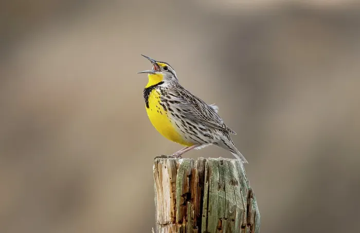Framed Print : Meadowlark singing at Freezeout Lake Wildlife Management Area near Choteau, Montana, USA. (Editorial Use Only)