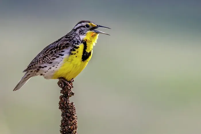 Framed Print : Meadowlark singing at the National Bison Range in Moiese, Montana, USA. (Editorial Use Only) Framed Print : Meadowlark singing at the National Bison Range in Moiese, Montana, USA. (Editorial Use Only)