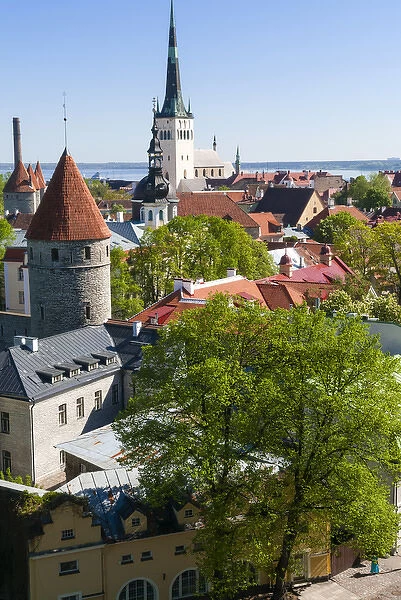 Medieval town walls and spire of St. Olavs church, view of Tallinn from Toompea hill