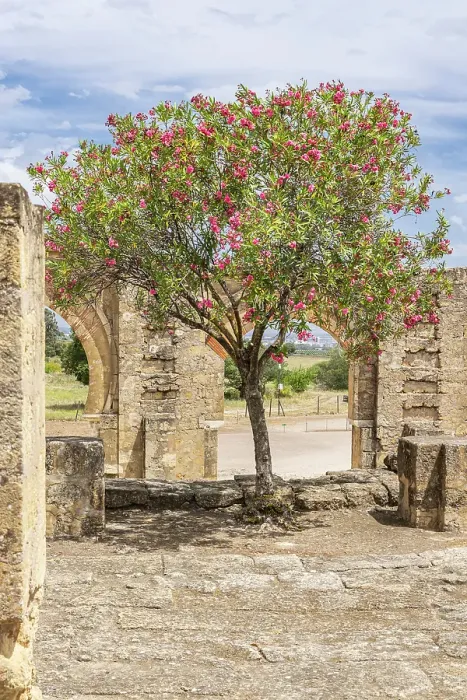 Framed Print : Medina Azahara, Cordoba, Andalusia, Spain. Ruins at the archaeological site of Medina Azahara, a Moorish fortified palace outside of Cordoba