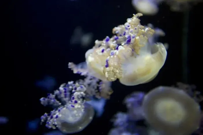 Framed Print : Mediterranean Jelly Fish (Cotylorhiza tuberculata) at the Monterey Bay Aquarium - Monterey Framed Print : Mediterranean Jelly Fish (Cotylorhiza tuberculata) at the Monterey Bay Aquarium - Monterey