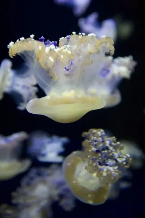 Framed Print : Mediterranean Jelly Fish (Cotylorhiza tuberculata) at the Monterey Bay Aquarium - Monterey Framed Print : Mediterranean Jelly Fish (Cotylorhiza tuberculata) at the Monterey Bay Aquarium - Monterey