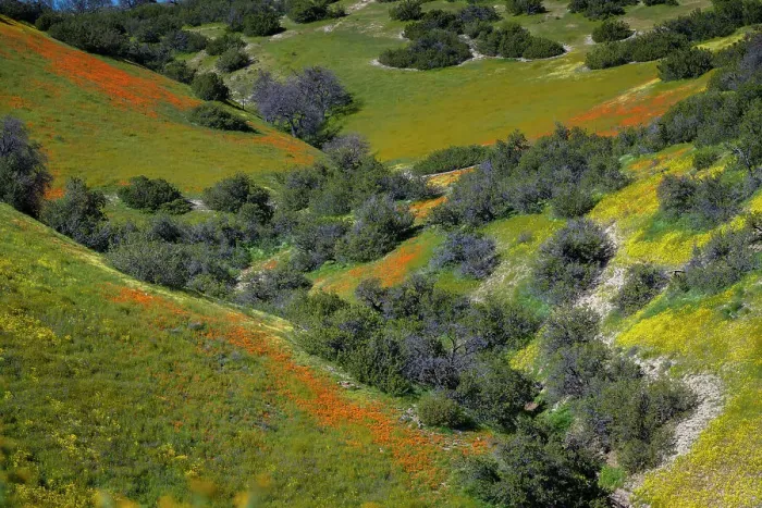 Framed Print : Medley of wildflowers covers the hillsides of the California Coast Range Framed Print : Medley of wildflowers covers the hillsides of the California Coast Range