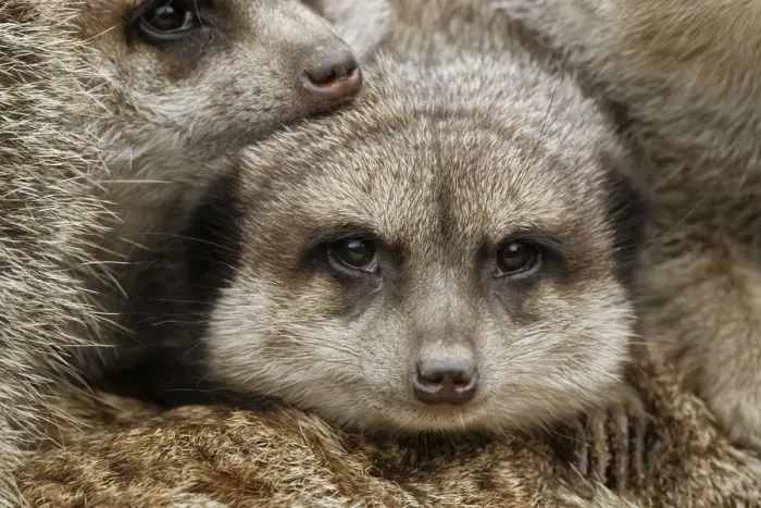 Framed Print : Meerkat family sleeping together