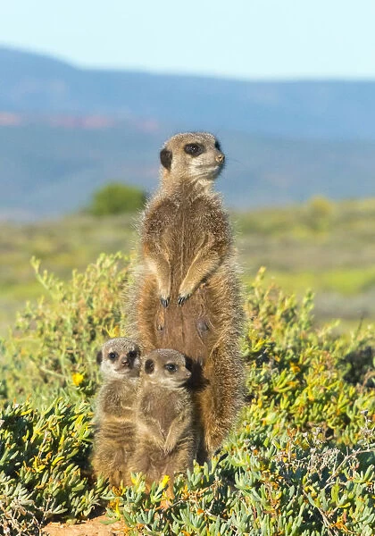 Meerkat family. Western Cape Province, South Africa