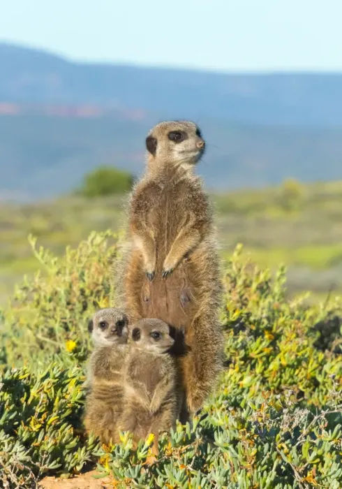 Framed Print : Meerkat family. Western Cape Province, South Africa Framed Print : Meerkat family. Western Cape Province, South Africa