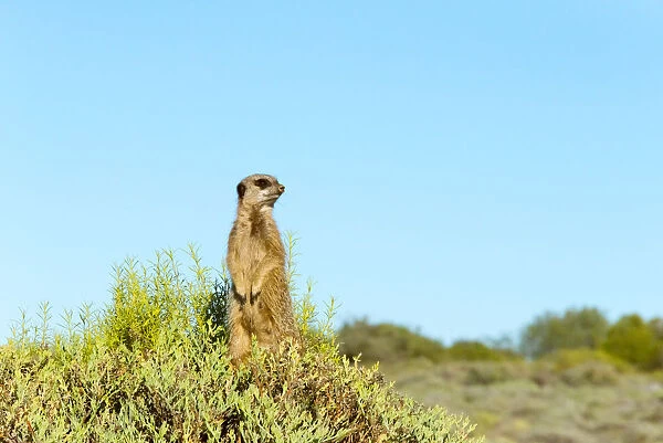 Meerkat. Western Cape Province, South Africa