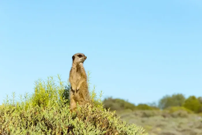 Framed Print : Meerkat. Western Cape Province, South Africa Framed Print : Meerkat. Western Cape Province, South Africa