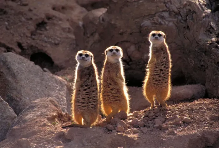 Framed Print : Meerkats (Suricata suricatta) are also called suricates and are a kind of mongoose Framed Print : Meerkats (Suricata suricatta) are also called suricates and are a kind of mongoose