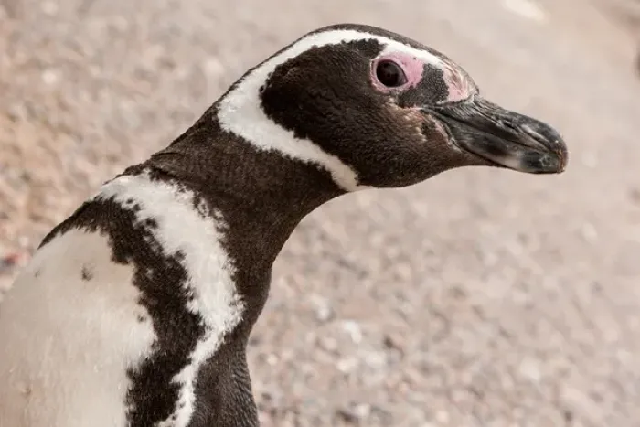 Framed Print : Megellanic Penguin, Patagonia, Argentina