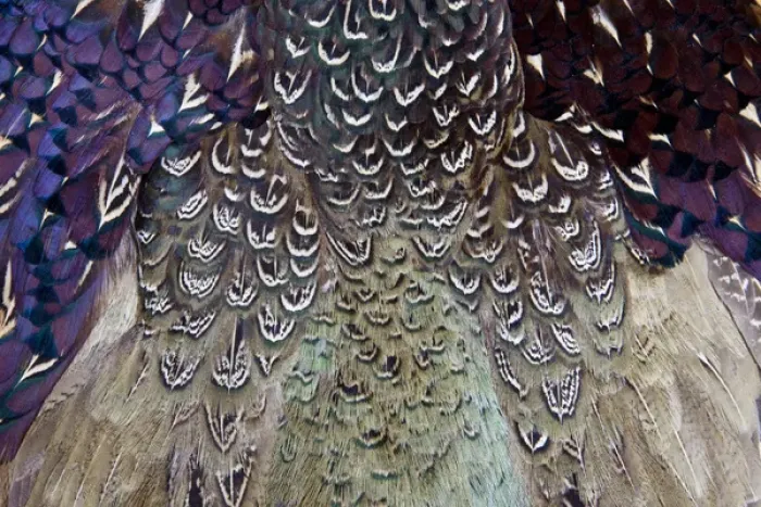 Framed Print : Melanistic Pheasant feather pattern Framed Print : Melanistic Pheasant feather pattern