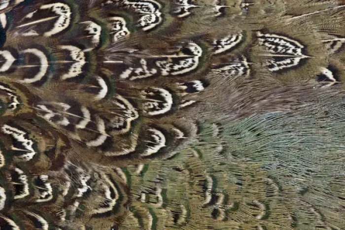 Framed Print : Melanistic Pheasant feather pattern