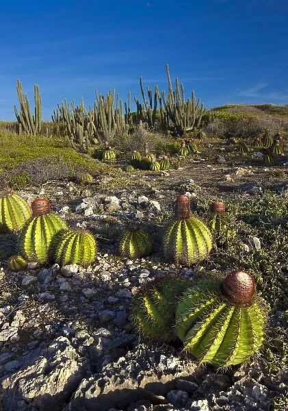 Melon cactus along the Meseta trail, Melocactus intortus, Guanica dry forest, Puerto Rico