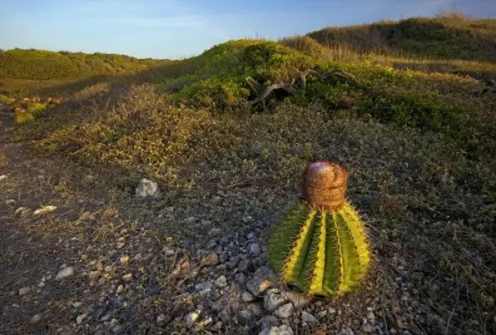 Framed Print : Melon cactus along the Meseta trail, Melocactus intortus, Guanica dry forest, Puerto Rico Framed Print : Melon cactus along the Meseta trail, Melocactus intortus, Guanica dry forest, Puerto Rico