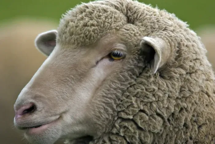 Framed Print : Merino Sheep
