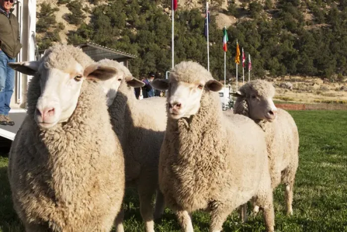 Framed Print : Merino Sheep, flags in background
