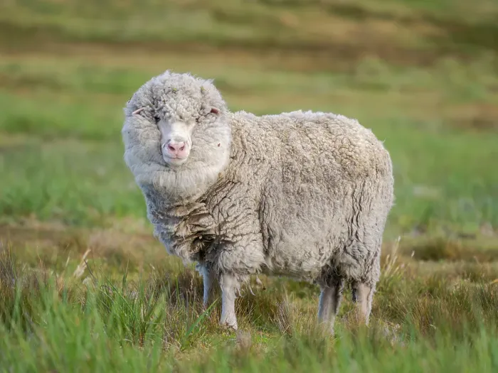 Framed Print : Merino sheep. Sheep farming is still of great economic importance to the Falkland Islands, Volunteer Point, summer