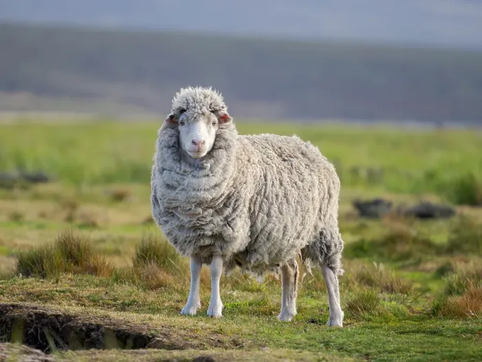 Framed Print : Merino sheep. Sheep farming is still of great economic importance to the Falkland Islands, Volunteer Point, summer Framed Print : Merino sheep. Sheep farming is still of great economic importance to the Falkland Islands, Volunteer Point, summer