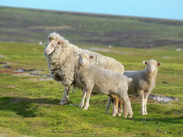 Framed Print : Merino sheep. Sheep farming is still of great economic importance to the Falkland Islands, Volunteer Point, summer
