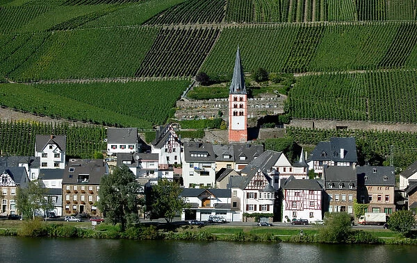 Merl bei Zell, vineyards, Mosel Valley, Rhineland Palatinate, Germany