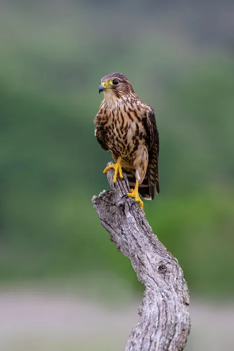 Framed Print : Merlin on stump perch