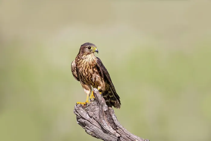 Framed Print : Merlin on stump perch Framed Print : Merlin on stump perch