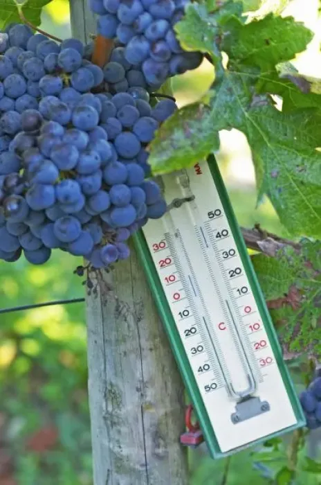 Framed Print : Merlot grapes at Chateau la Grave Figeac, a thermometer can be useful to know how Framed Print : Merlot grapes at Chateau la Grave Figeac, a thermometer can be useful to know how