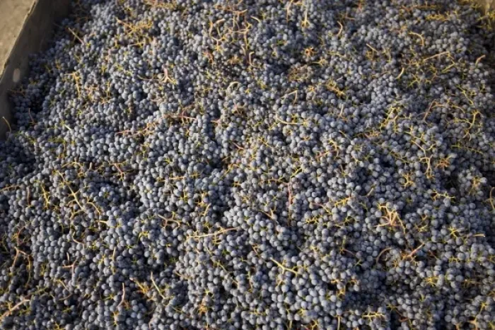 Framed Print : Merlot Grapes, Harvest, Rattlesnake Hills Wine Trail, Yakima Valley, Eastern Washington State Framed Print : Merlot Grapes, Harvest, Rattlesnake Hills Wine Trail, Yakima Valley, Eastern Washington State