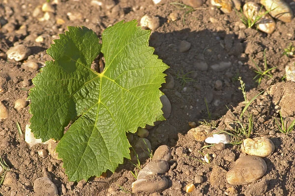 A Merlot leaf - the leaf is round and has not so deep separation between the lobes