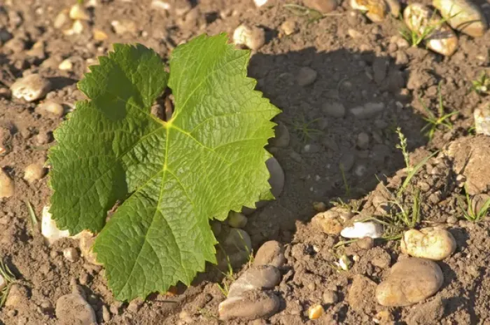 Framed Print : A Merlot leaf - the leaf is round and has not so deep separation between the lobes Framed Print : A Merlot leaf - the leaf is round and has not so deep separation between the lobes