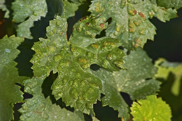A Merlot leaf with a malady Probably erinose - a harmless attack by spiders